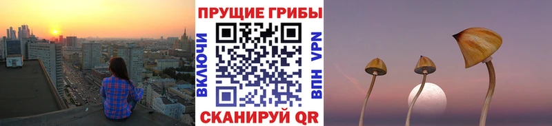 закладка Луза Псилоцибиновые грибы Psilocybine cubensis